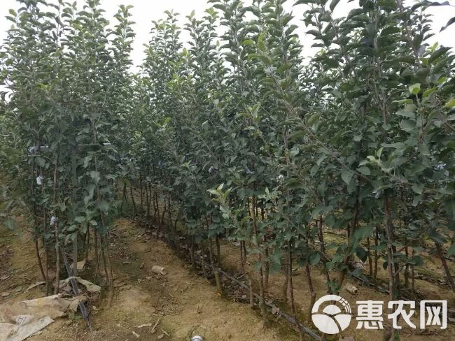 维纳斯黄金苹果苗 1~1.5米