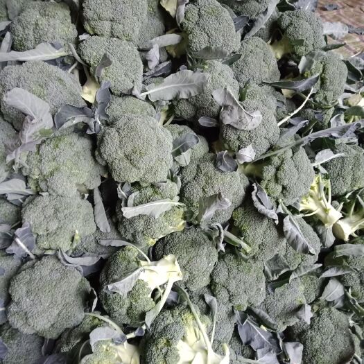 新野县耐寒优秀西兰花