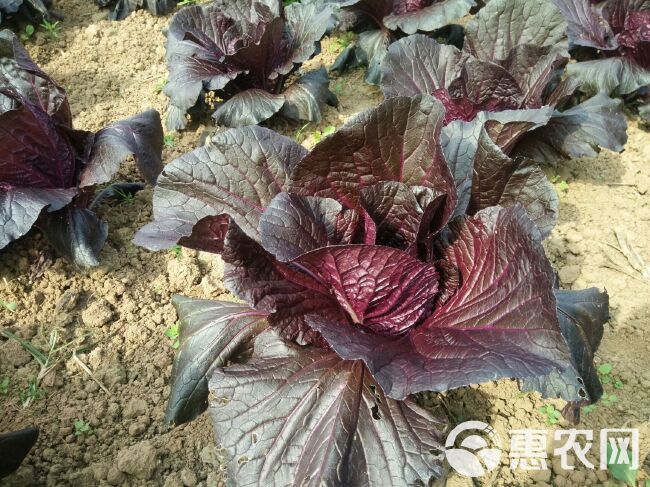 紫白菜 2~3斤 净菜 