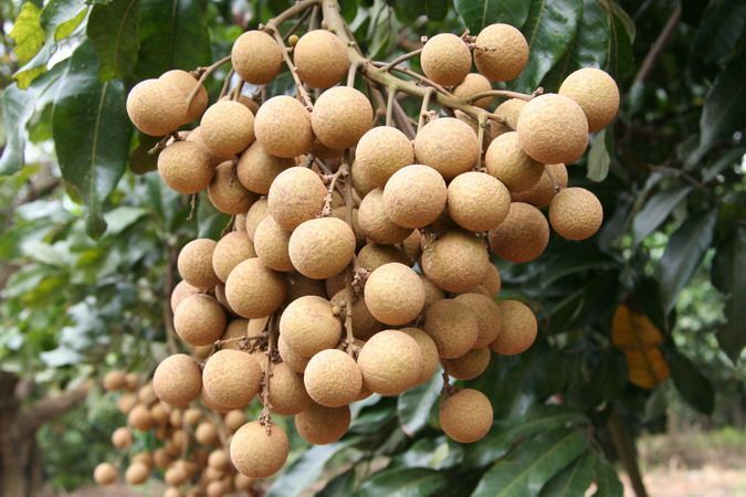 中牟县泰国桂圆干 箱装 优等 带壳 