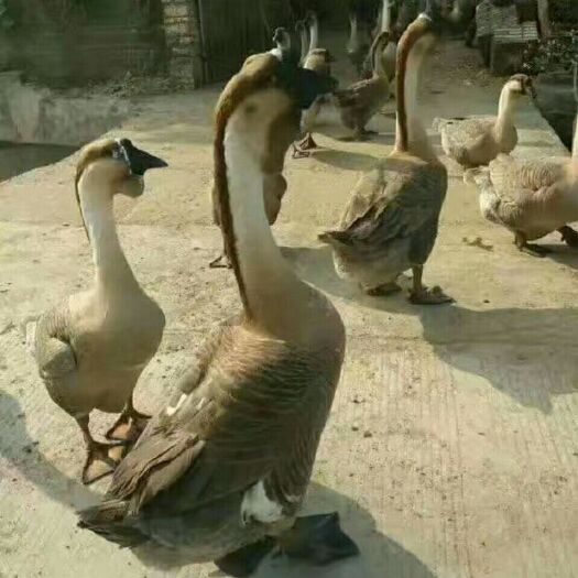 南宁狮头鹅苗