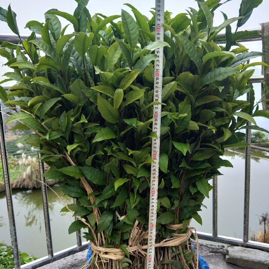福云六号茶树苗 独本苗 0.5米以下