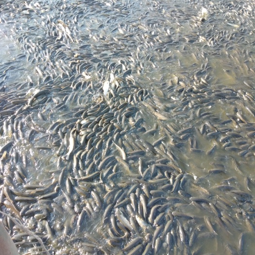 济南草鱼苗 
