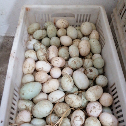 南漳县麻鸭蛋 食用 箱装 