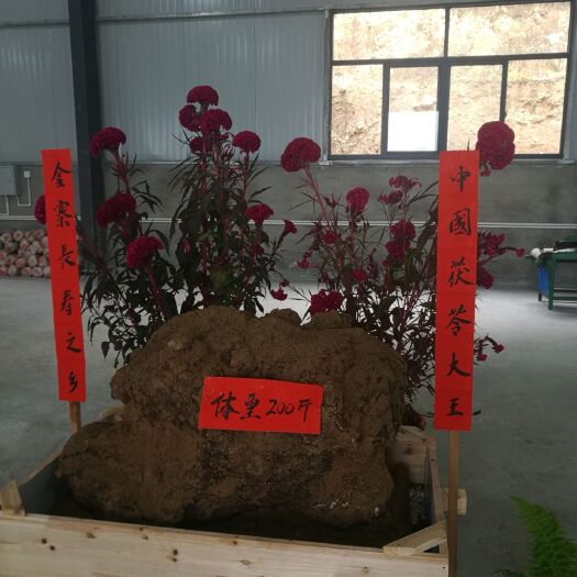 金寨县茯苓