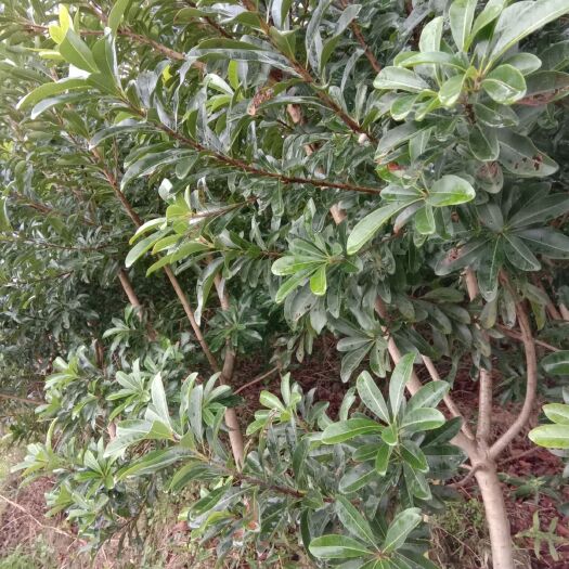 靖州县荸荠杨梅种苗 