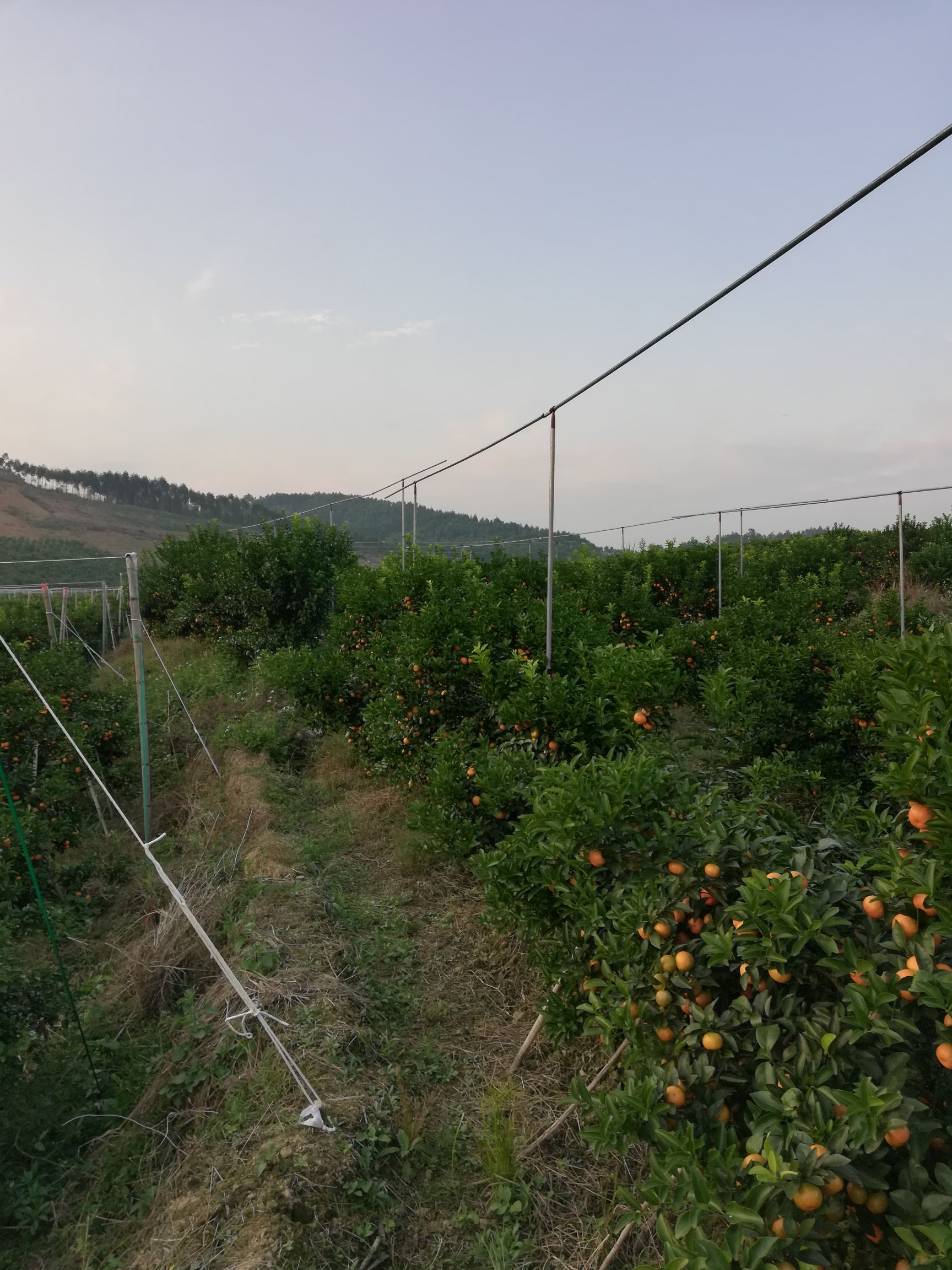 沙糖桔 2.5 - 3cm 1两以下