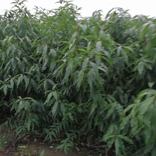 泰安中油18油桃 1~1.5米
