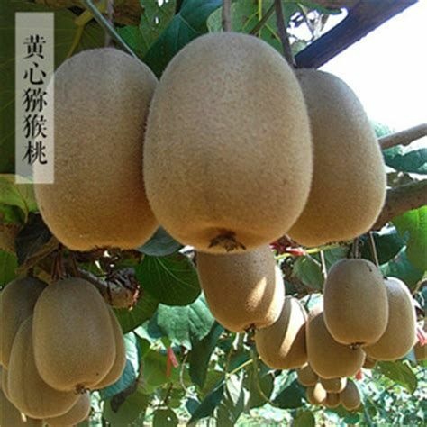 苍溪县黄心猕猴桃苗 嫁接苗