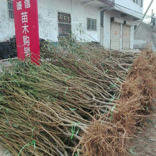邹城市桃树苗 .3－4公分桃苗.