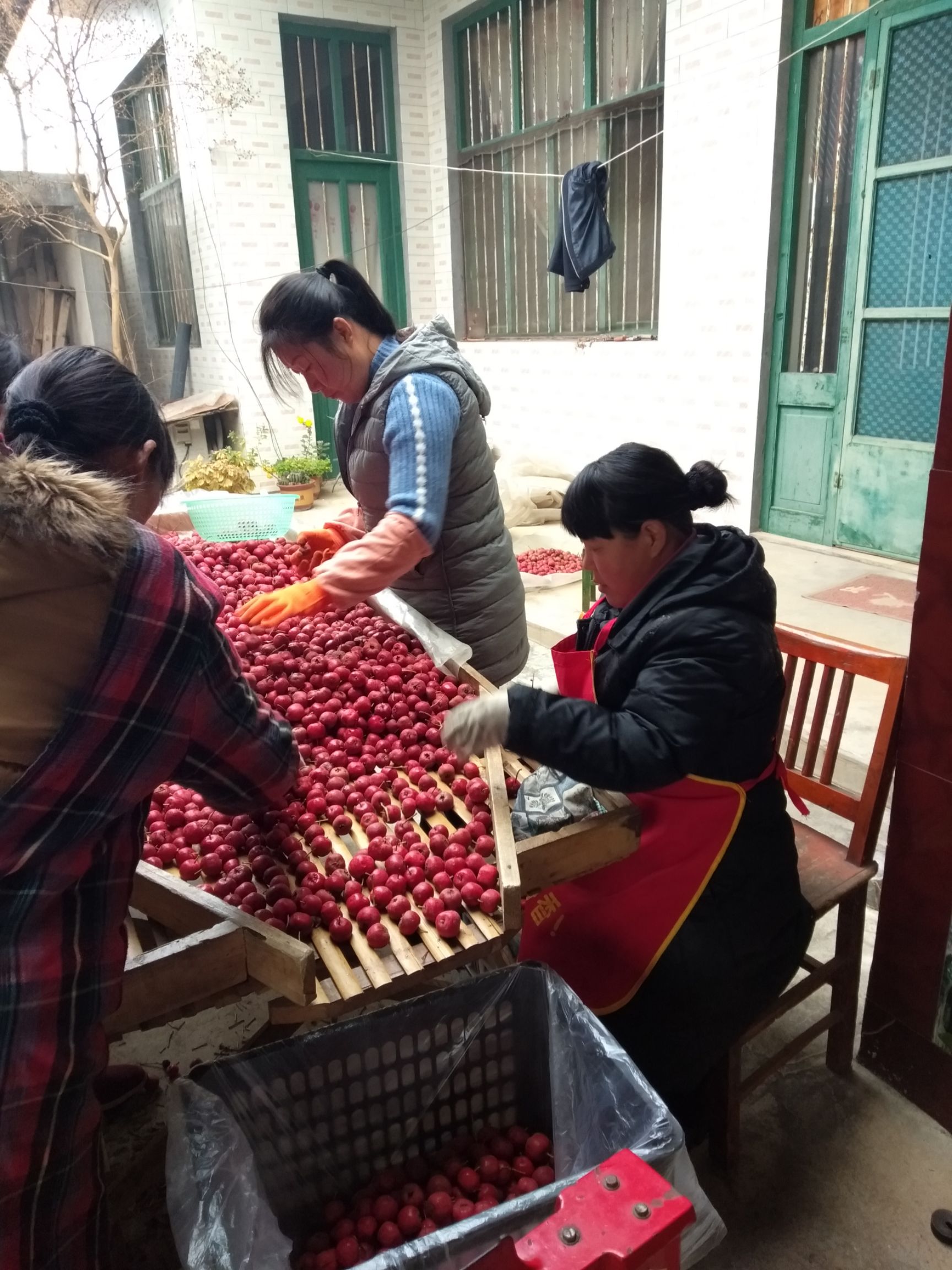 大金星山楂 10 - 15克