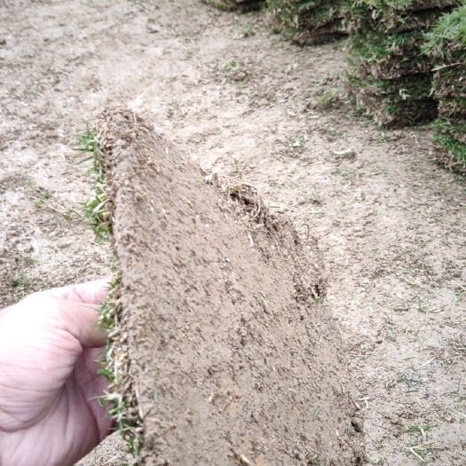郴州马尼拉草皮