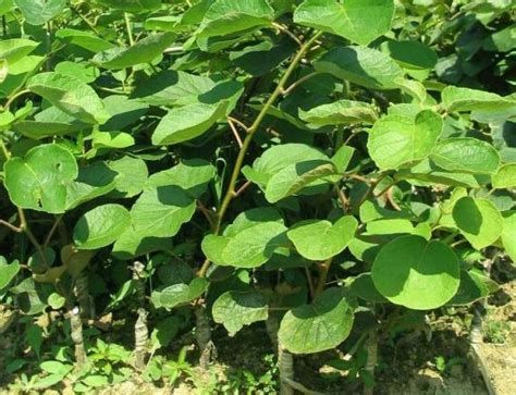 黄心猕猴桃苗 嫁接苗