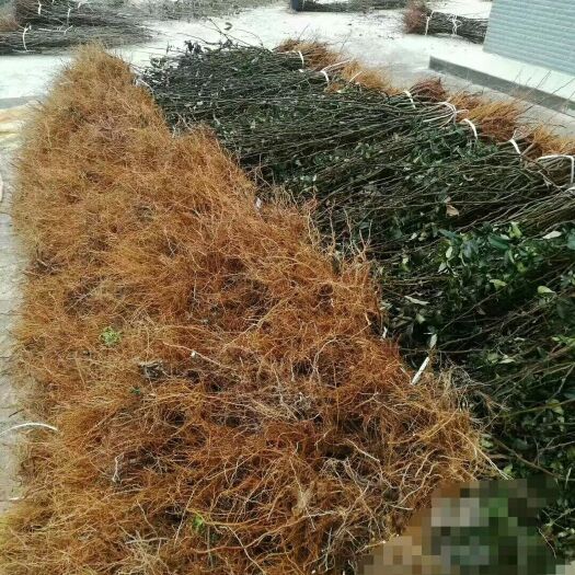 长阳县皱皮木瓜苗  无籽木