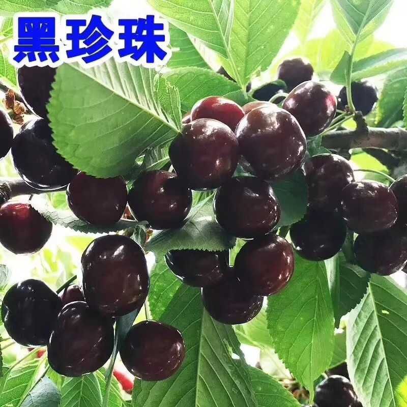 黑珍珠苗 当年结果，基地直供。