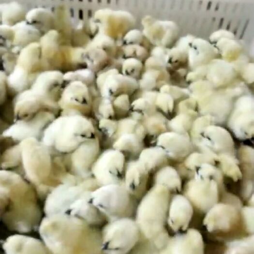 西安白凤乌鸡苗 