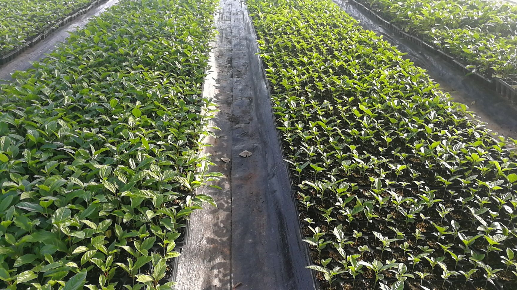 百香果种子黄金果百香果种子种子苗