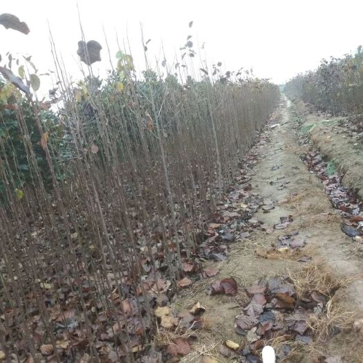 南召县红玉兰 一手货源，自家苗圃，免去中介费