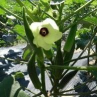 钟山县黄秋葵 6 - 8cm