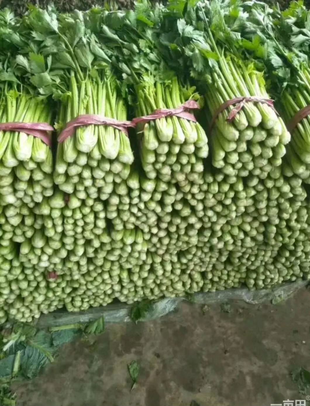 法国皇后芹菜 60cm以上 0.5~1.0斤 大棚种植