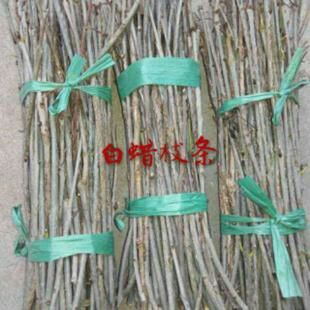 惠民县金蝉 