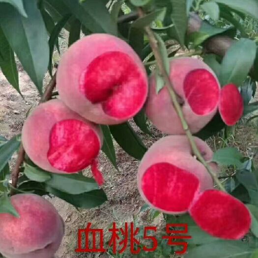 泰安血桃苗 1~1.5米 