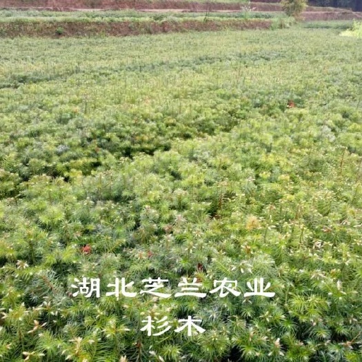 利川市杉木树苗