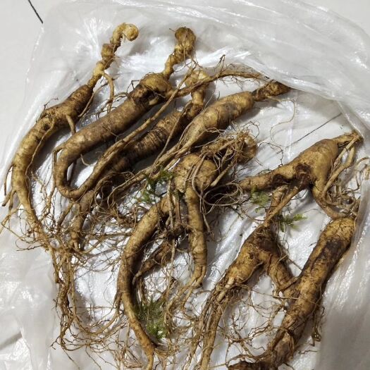 通化县人参 鲜参 散装 整根