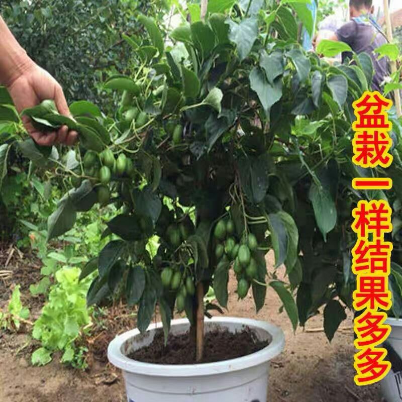 软枣猕猴桃苗 嫁接苗
