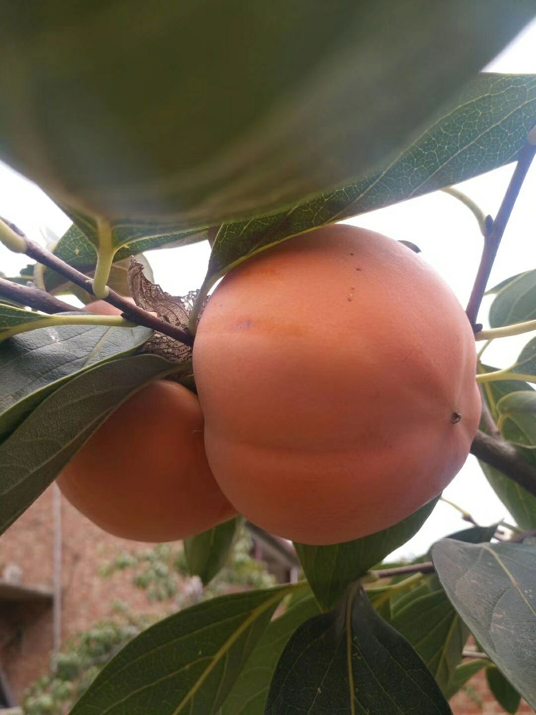 日本斤柿子树苗 