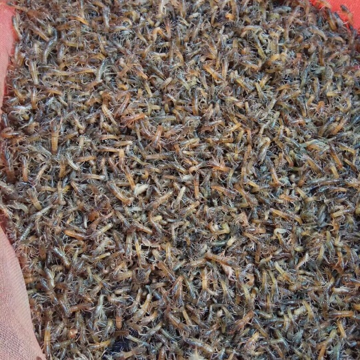 珠海澳洲淡水小龙虾苗