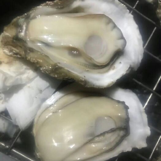 佛山湛江牡蛎 人工养殖 4-5两/只 