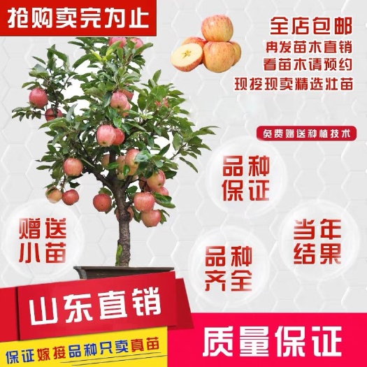 平邑县矮化红富士苹果苗 基地直销，现挖现卖，保成活，保品种。