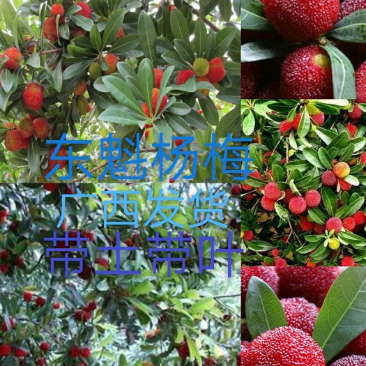 灵山县东魁苗 