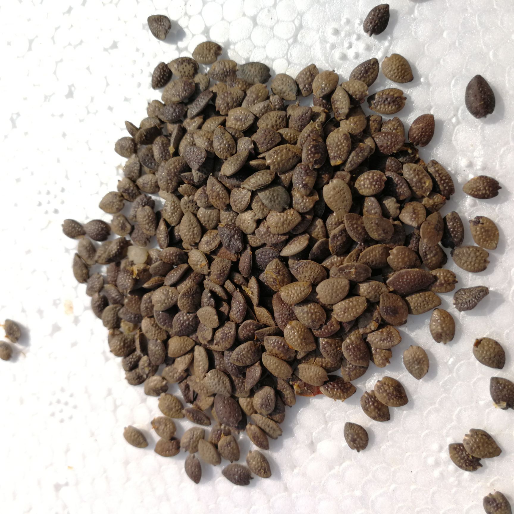 百香果种子黄金果百香果种子种子苗