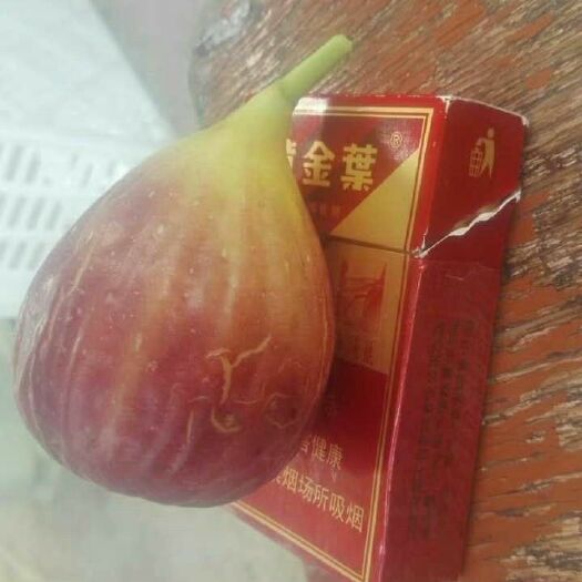 波姬红无花果苗 