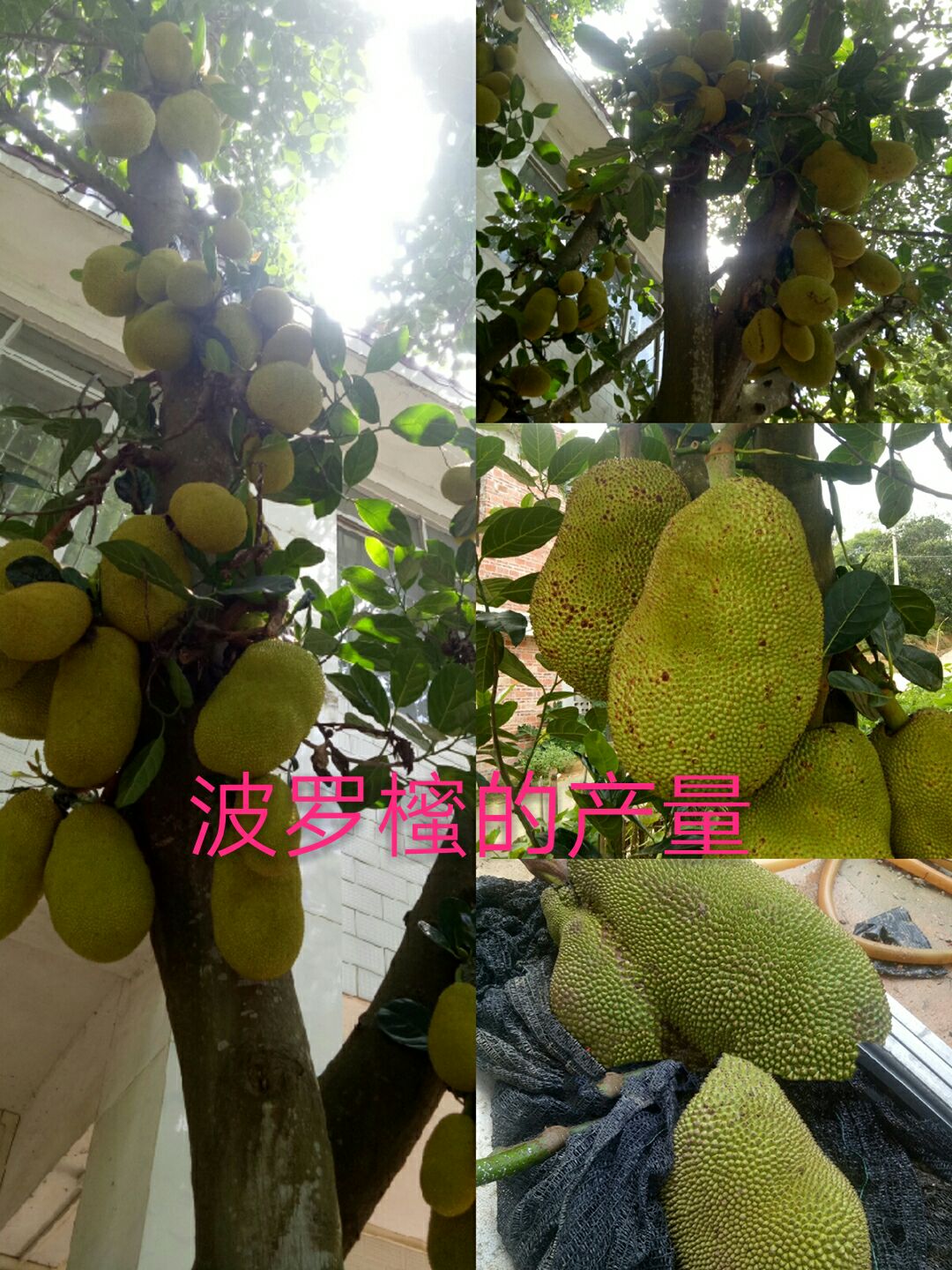 马来西亚一号菠萝蜜苗 