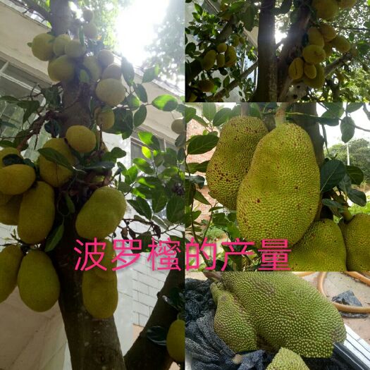 灵山县马来西亚一号菠萝蜜苗 