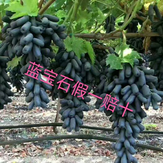 平邑县蓝宝石葡萄苗 