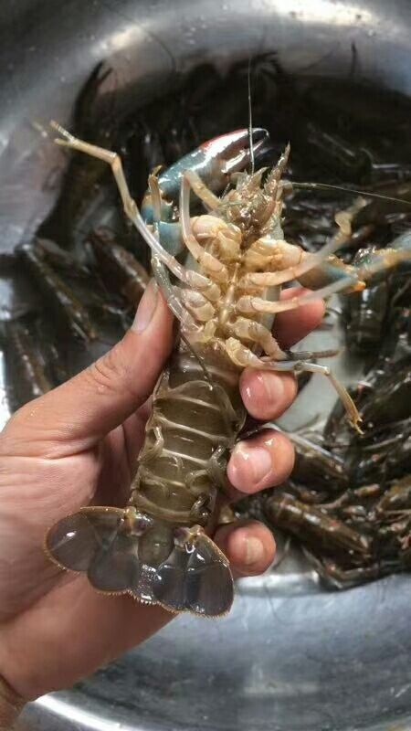 阳春市澳洲淡水小龙虾 9钱以上 塘虾