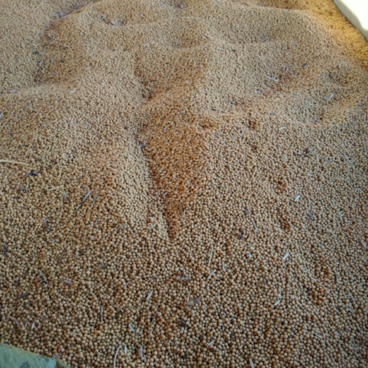 哈尔滨东北黑龙江大豆 生大豆 3等品