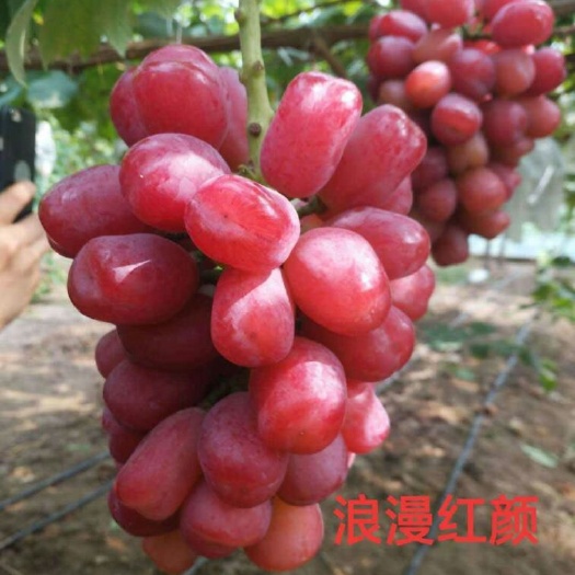 平邑县浪漫红颜葡萄苗 