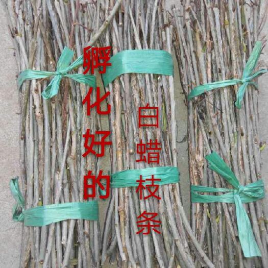 惠民县金蝉