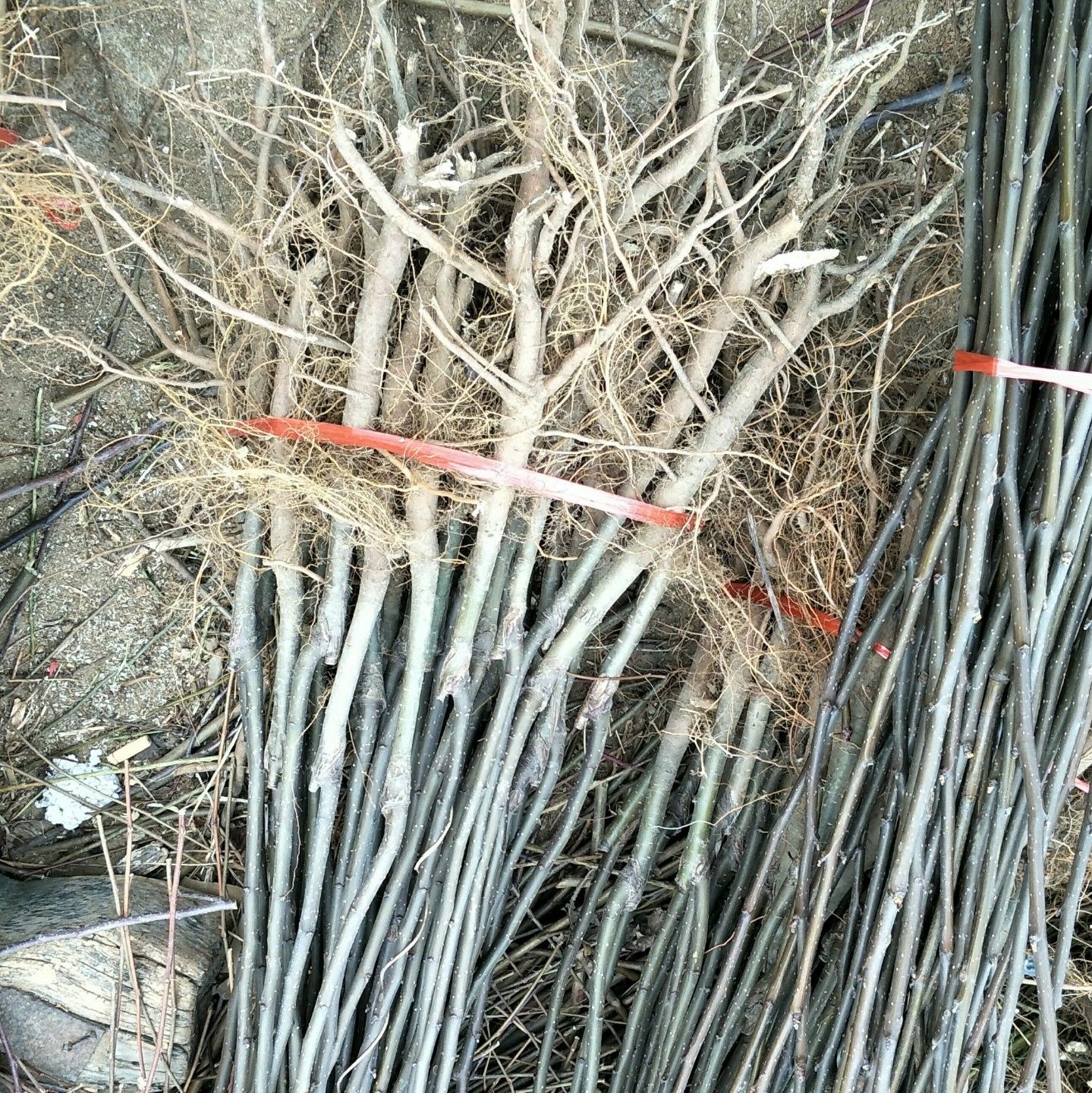 早酥红梨苗 1.5~2米 