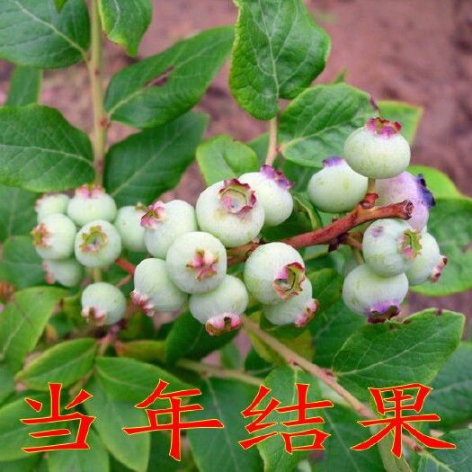 平邑县蓝丰蓝莓苗 当年结果 如假包赔 包成活
