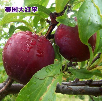 平邑县红心李子苗 包成活包品种 死苗包赔 可签合同
