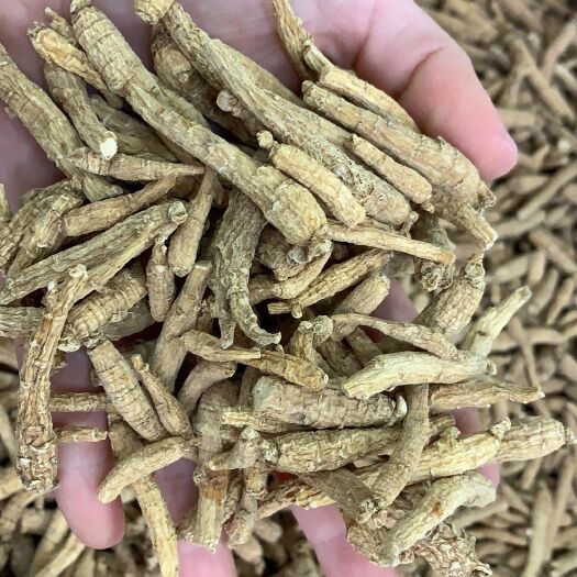 广州种植参  袋装 西洋参小枝尖尾