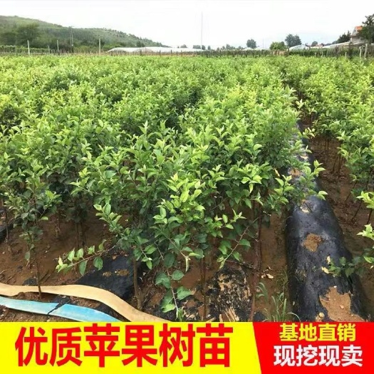 平邑县蛇果苹果苗 1~1.5米