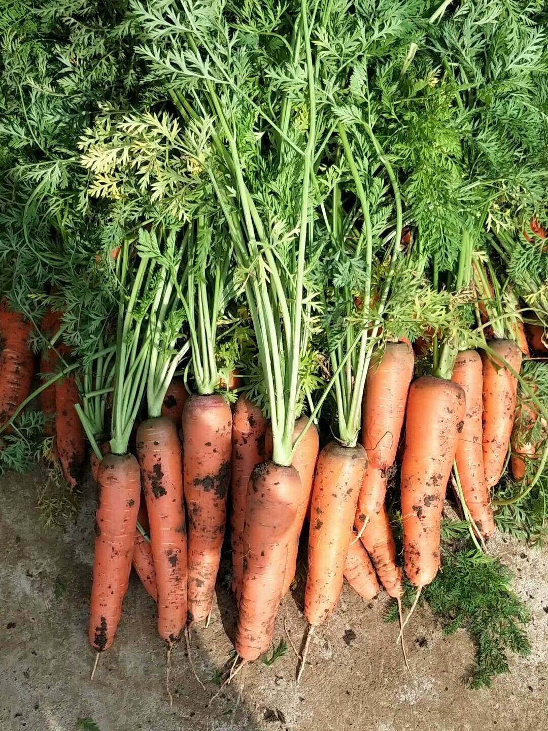 供应大厅 蔬菜 胡萝卜 商品属性 品种名:三红胡萝卜 商品详情 货品