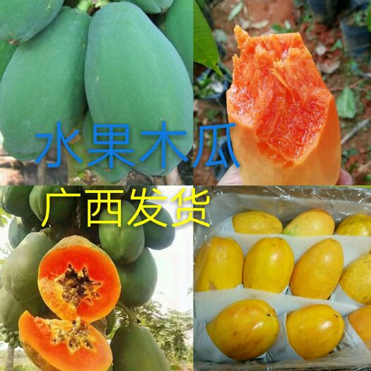 灵山县红心木瓜苗 